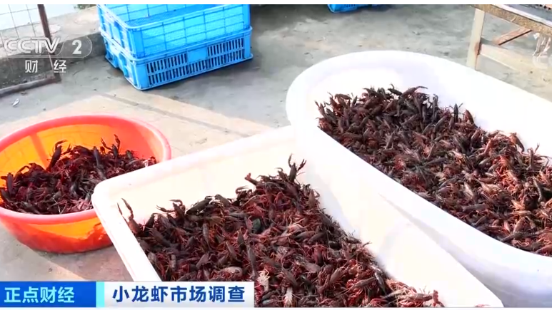 夏天宵夜季到来 这份小龙虾食用攻略请收下