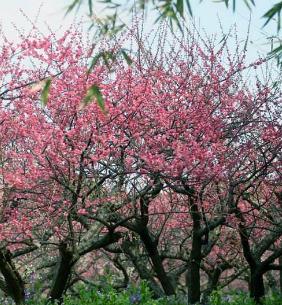 广东一年一度的赏梅花时节又到了！