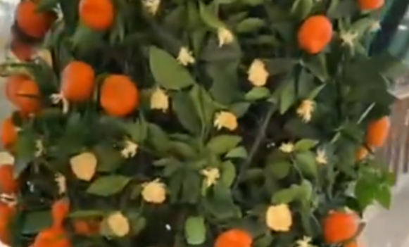 杭州商场一盆橘子树被薅秃？网友幽默表示：这是吃了个自助