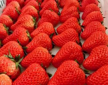 十大“爆款年货”出炉！丹东草莓热度同比增长327%