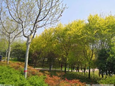 按图索花！广州花城四季赏花全域地图发布