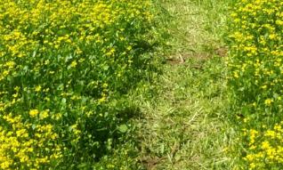 阳春3月  崇州近30万亩油菜花在阳光的“陪伴”下进入盛花期